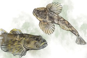 Cottus gobio